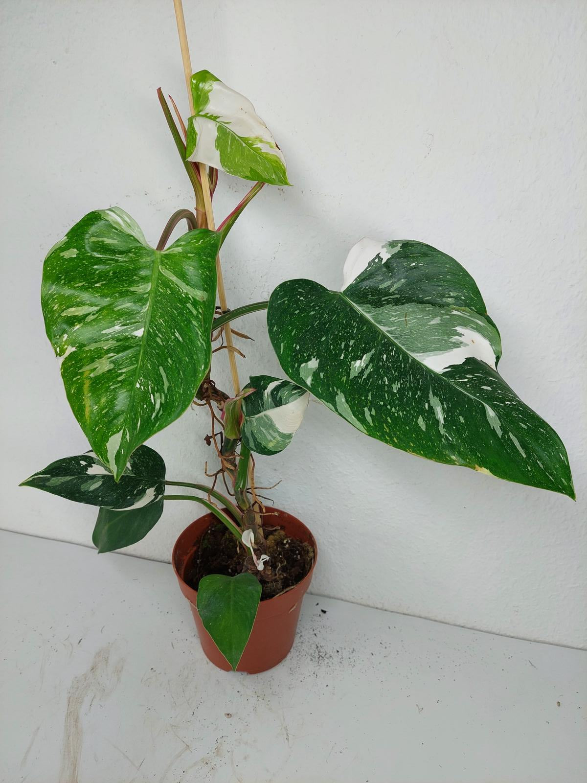 Sad Plants