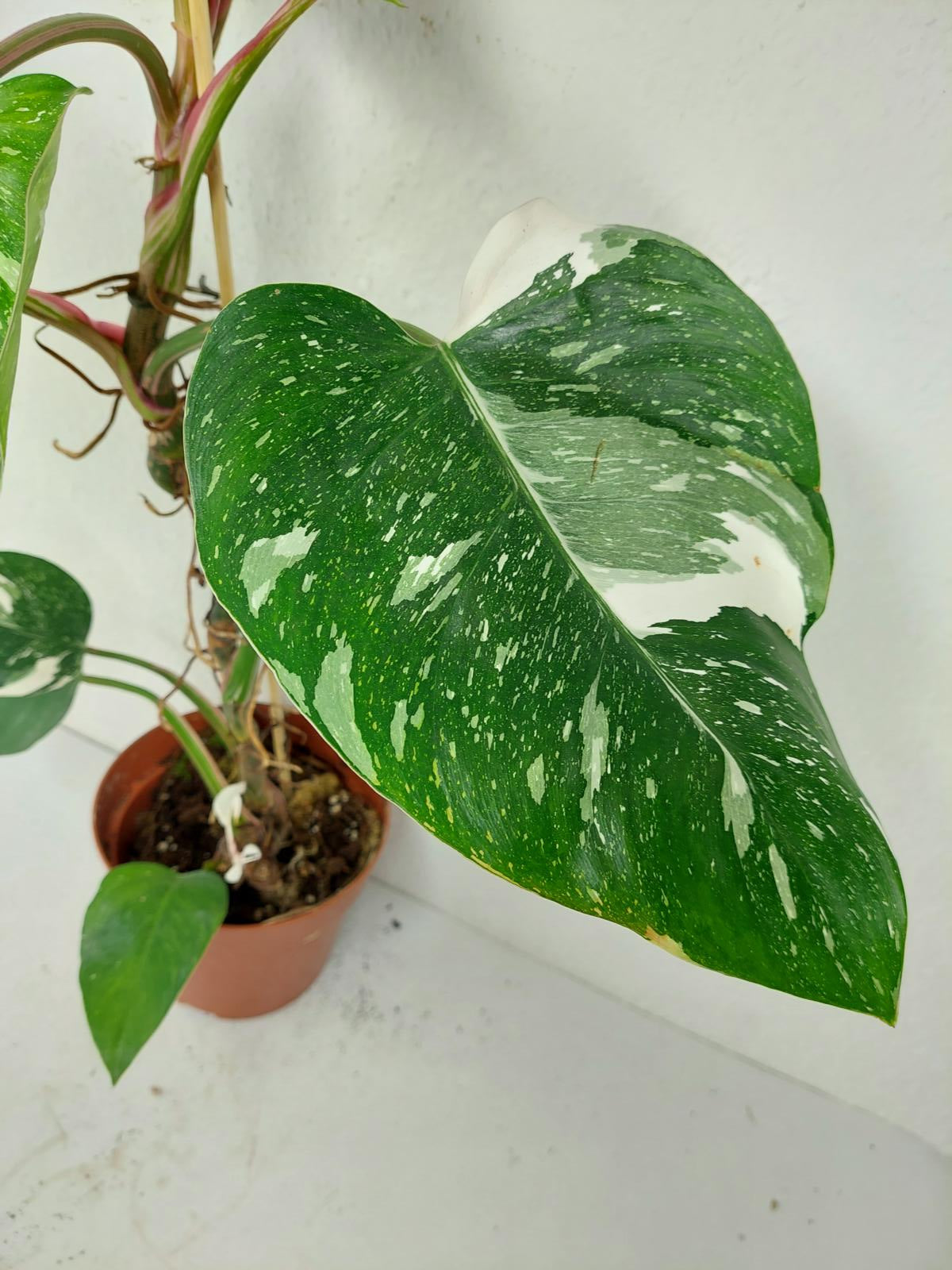 Sad Plants