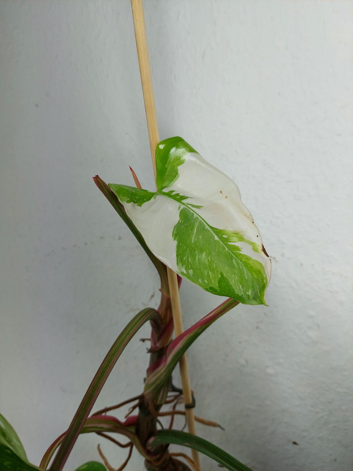 Sad Plants