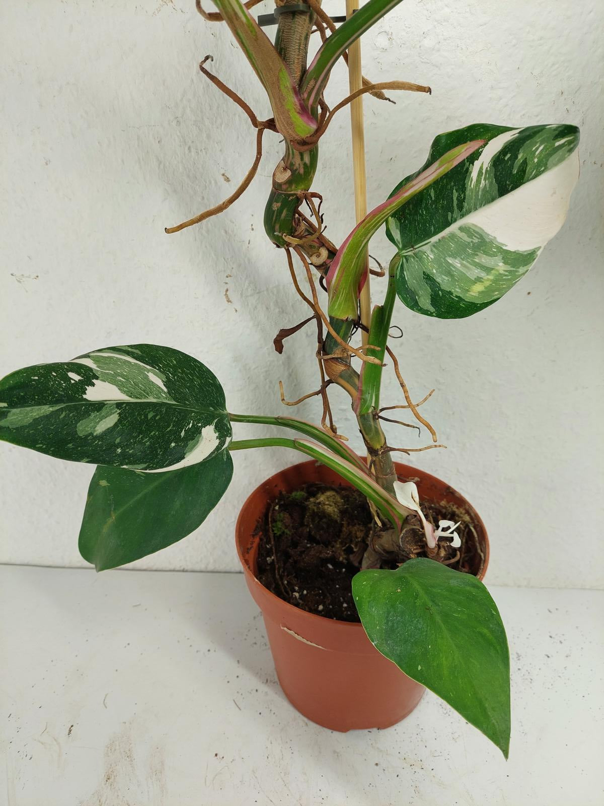 Sad Plants