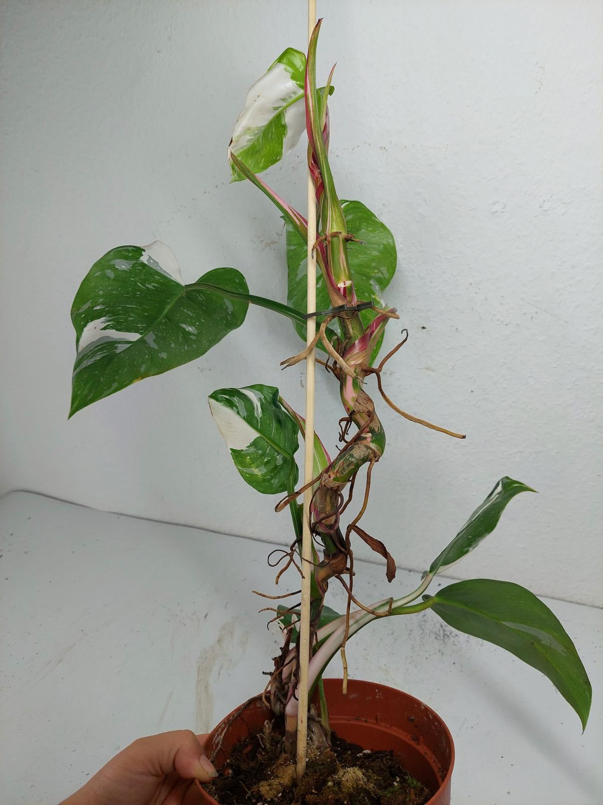 Sad Plants