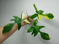 Philodendron Florida Beauty