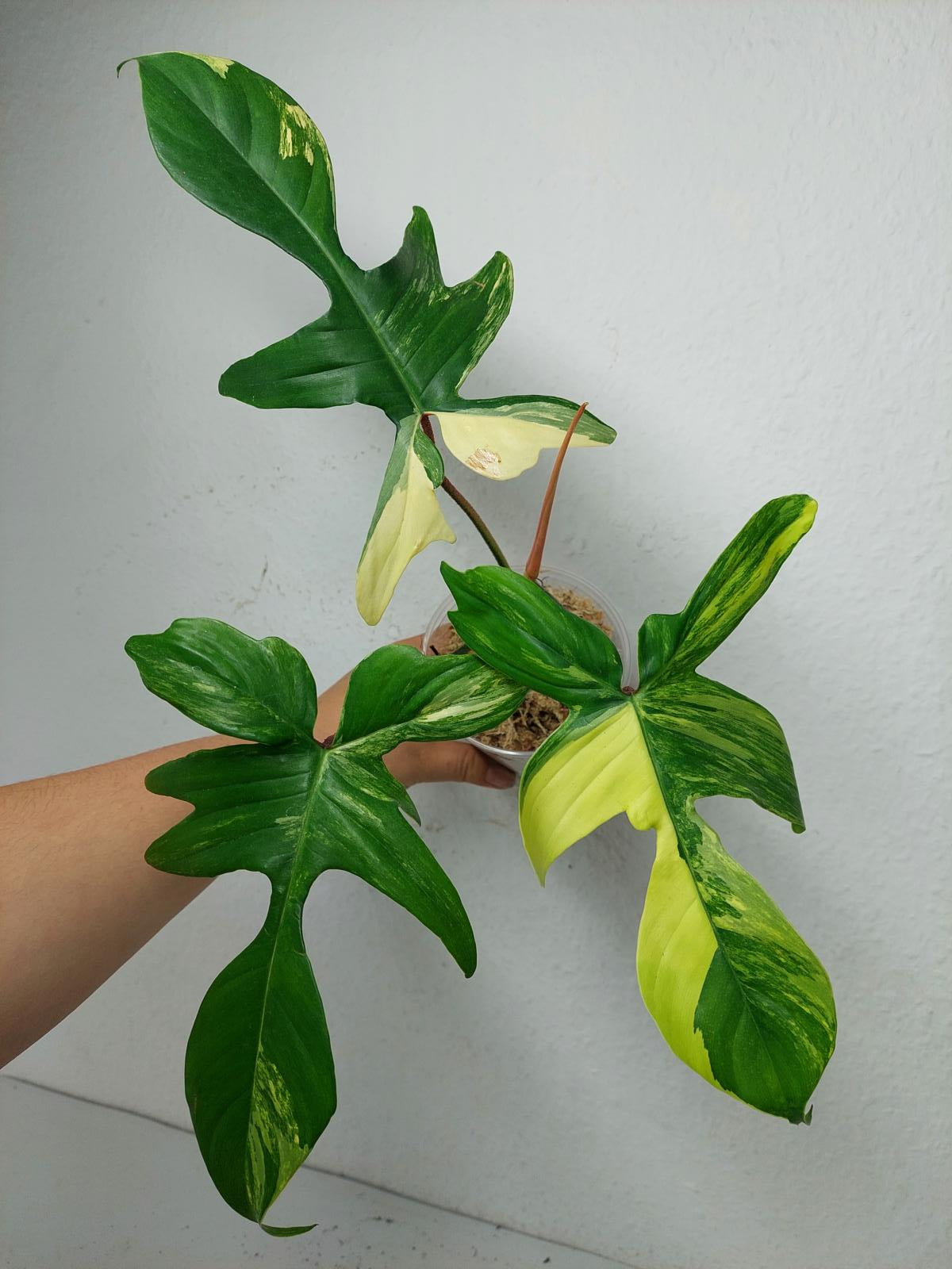 Philodendron Florida Beauty