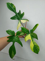 Philodendron Florida Beauty