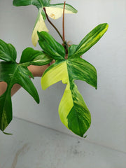 Philodendron Florida Beauty