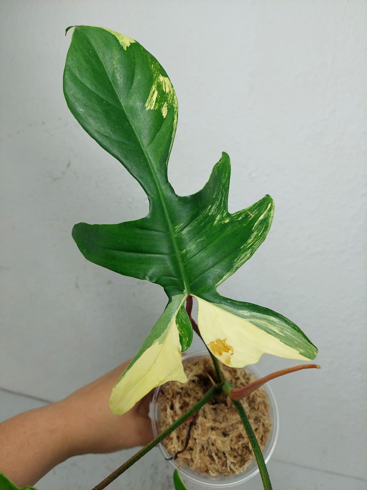 Philodendron Florida Beauty