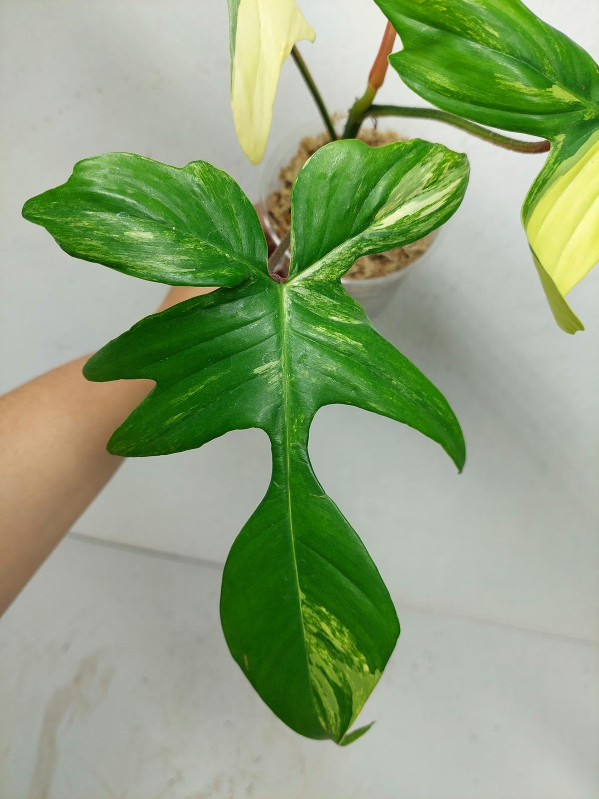 Philodendron Florida Beauty