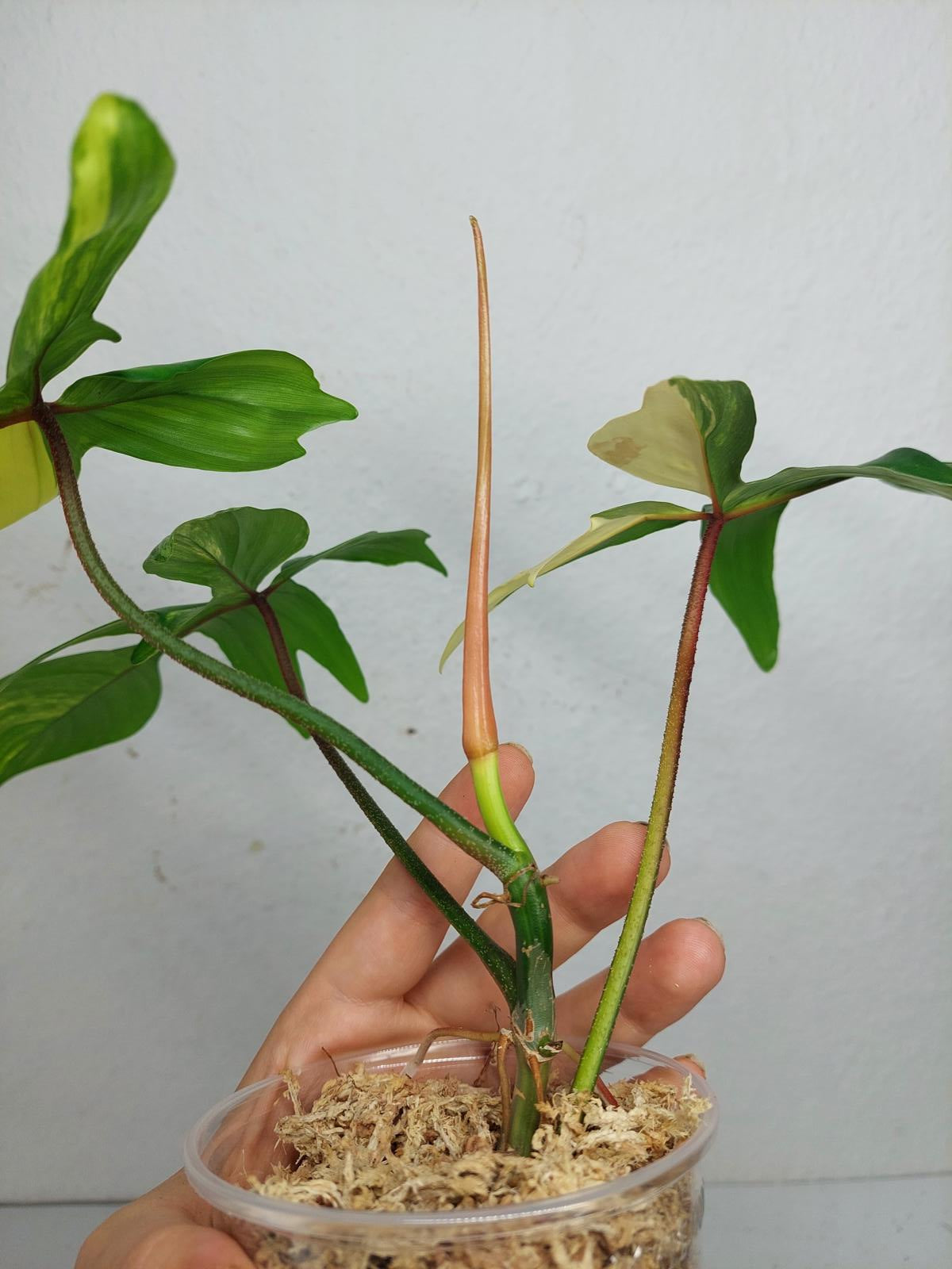 Philodendron Florida Beauty
