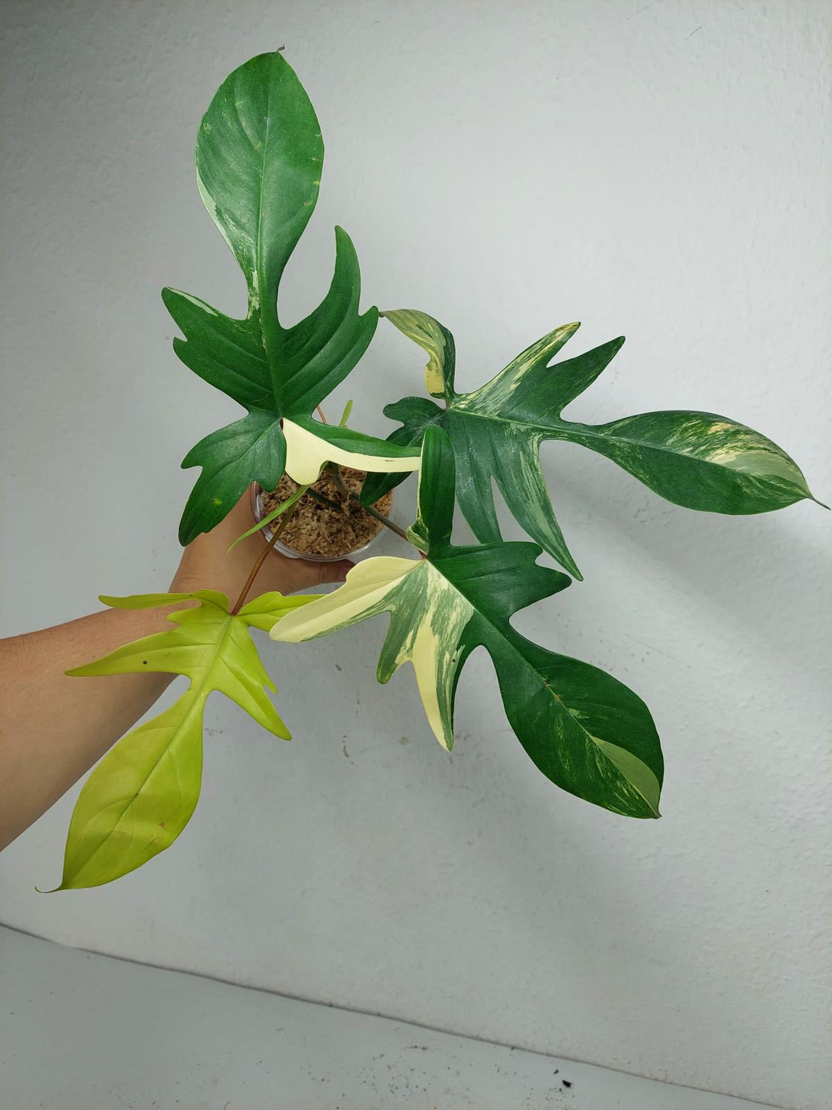 Philodendron Florida Beauty