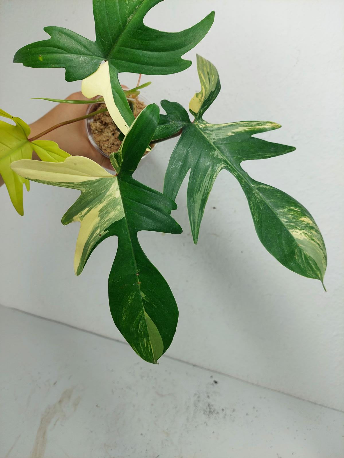 Philodendron Florida Beauty