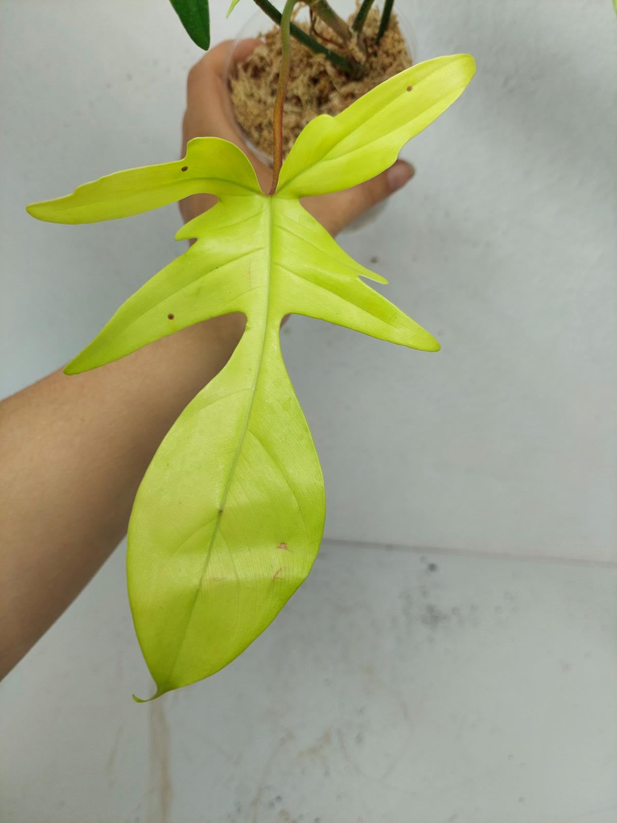 Philodendron Florida Beauty