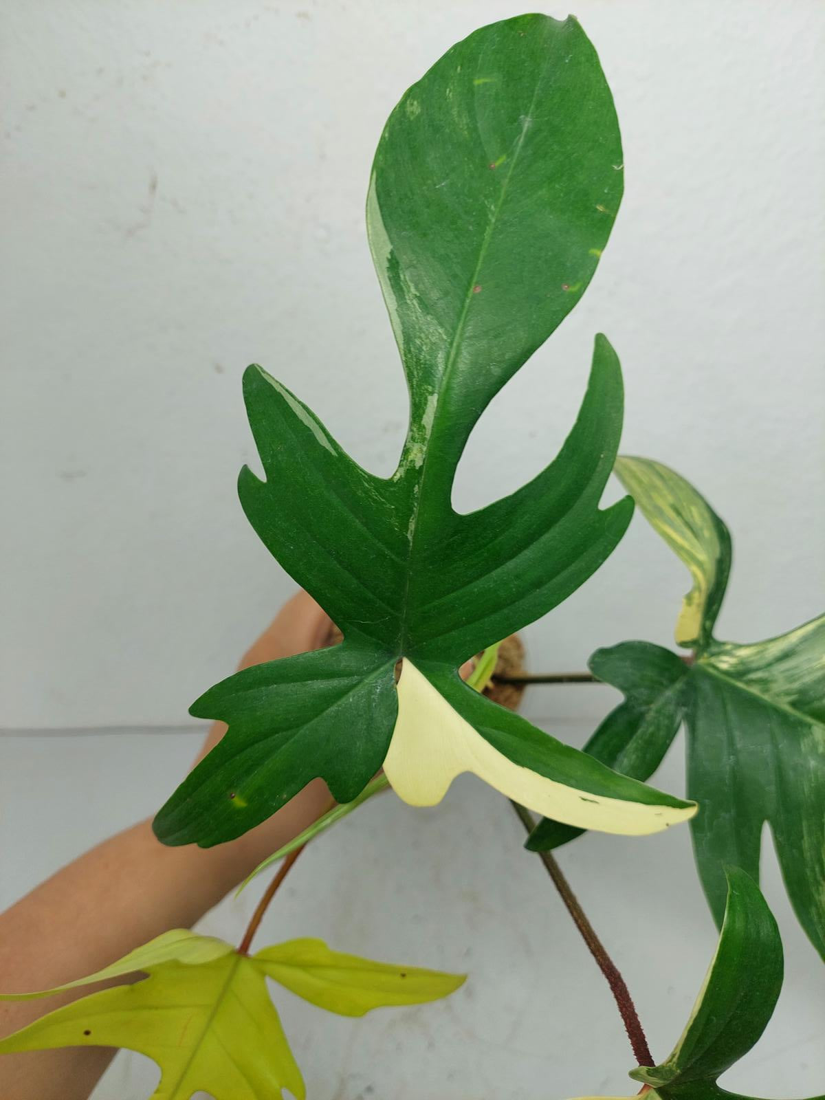 Philodendron Florida Beauty