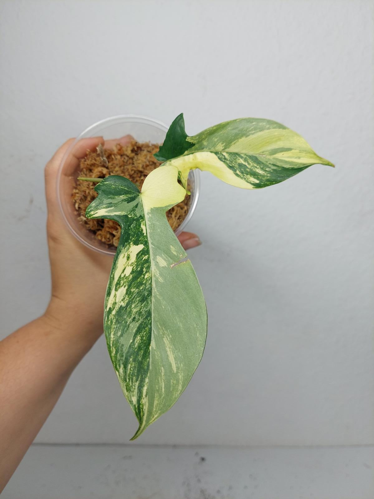 Philodendron Florida Beauty