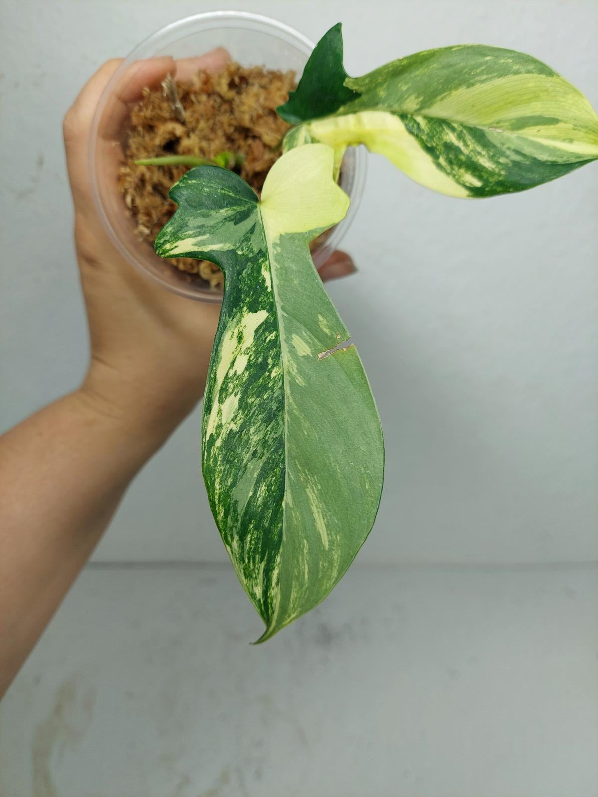 Philodendron Florida Beauty