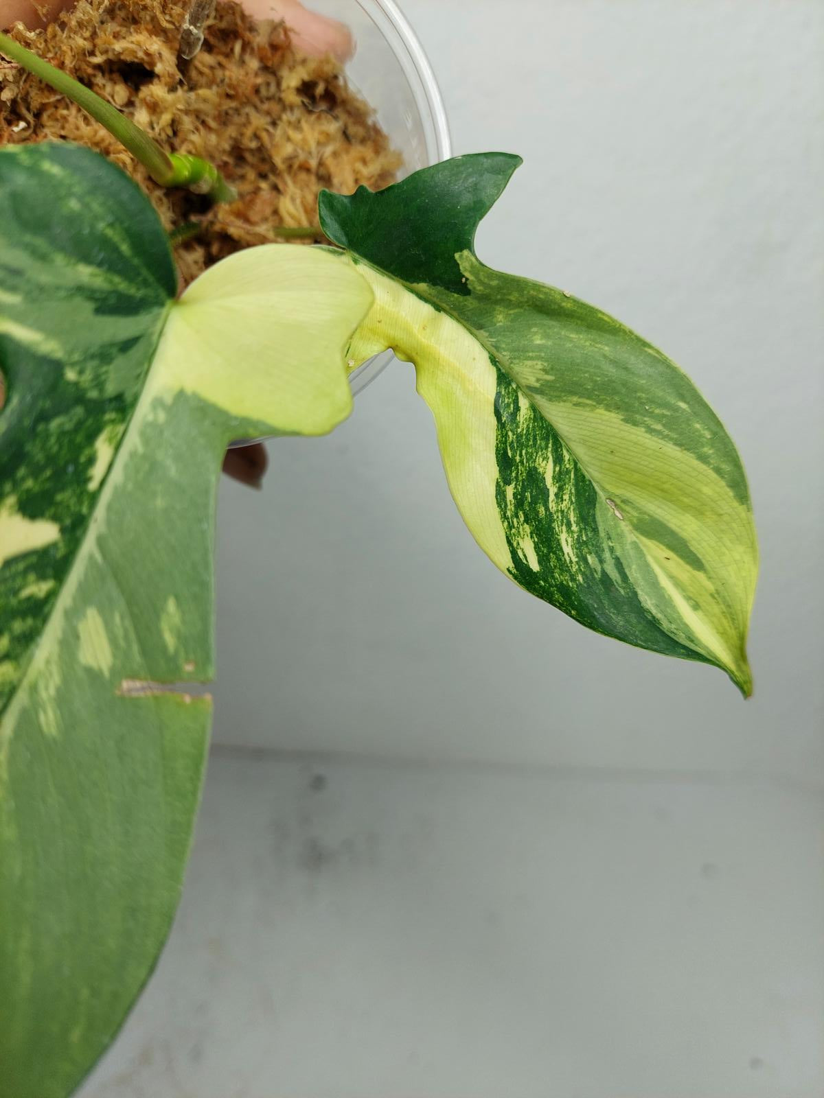 Philodendron Florida Beauty