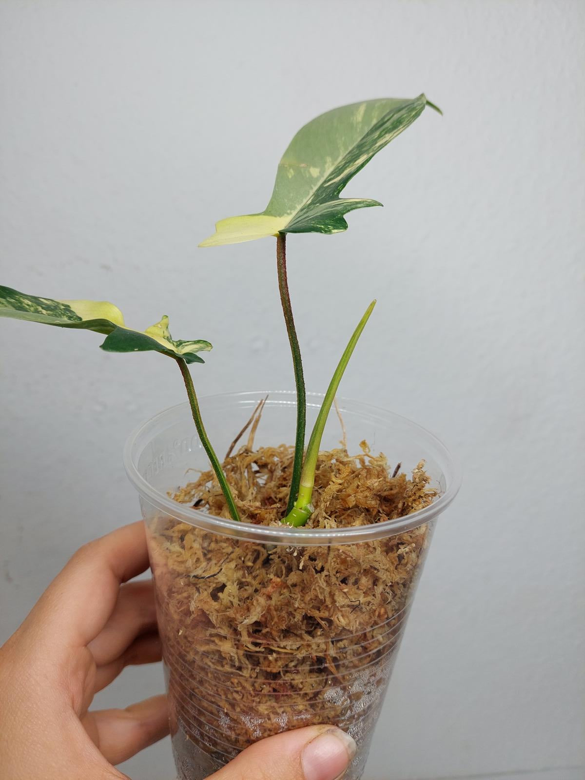 Philodendron Florida Beauty
