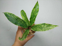 Anthurium Hookerie Mint