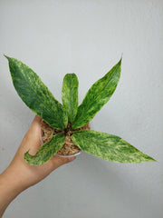 Anthurium Hookerie Mint