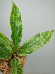 Anthurium Hookerie Mint