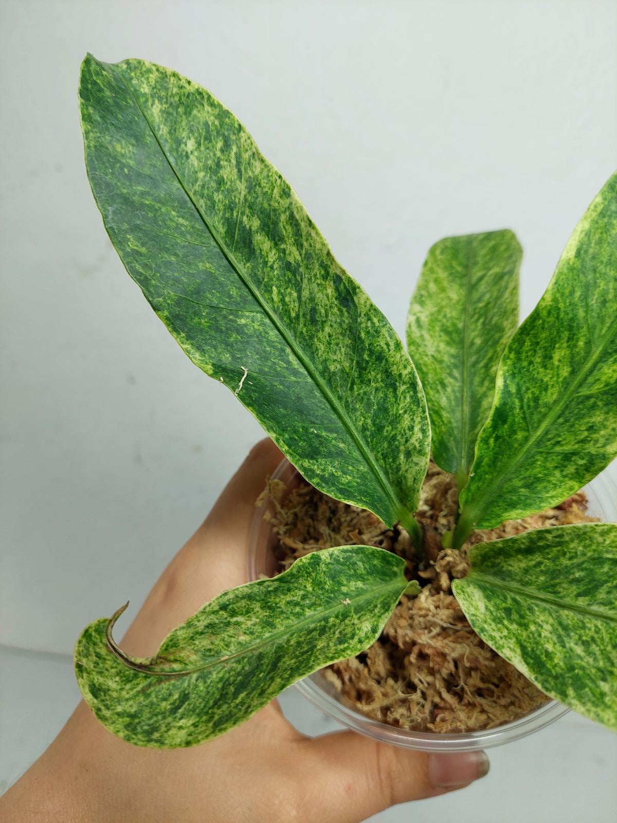 Anthurium Hookerie Mint