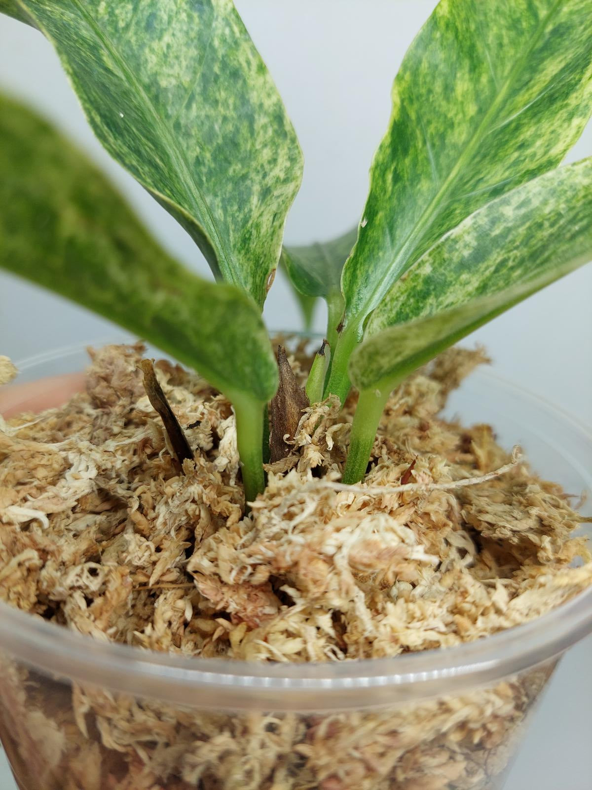 Anthurium Hookerie Mint