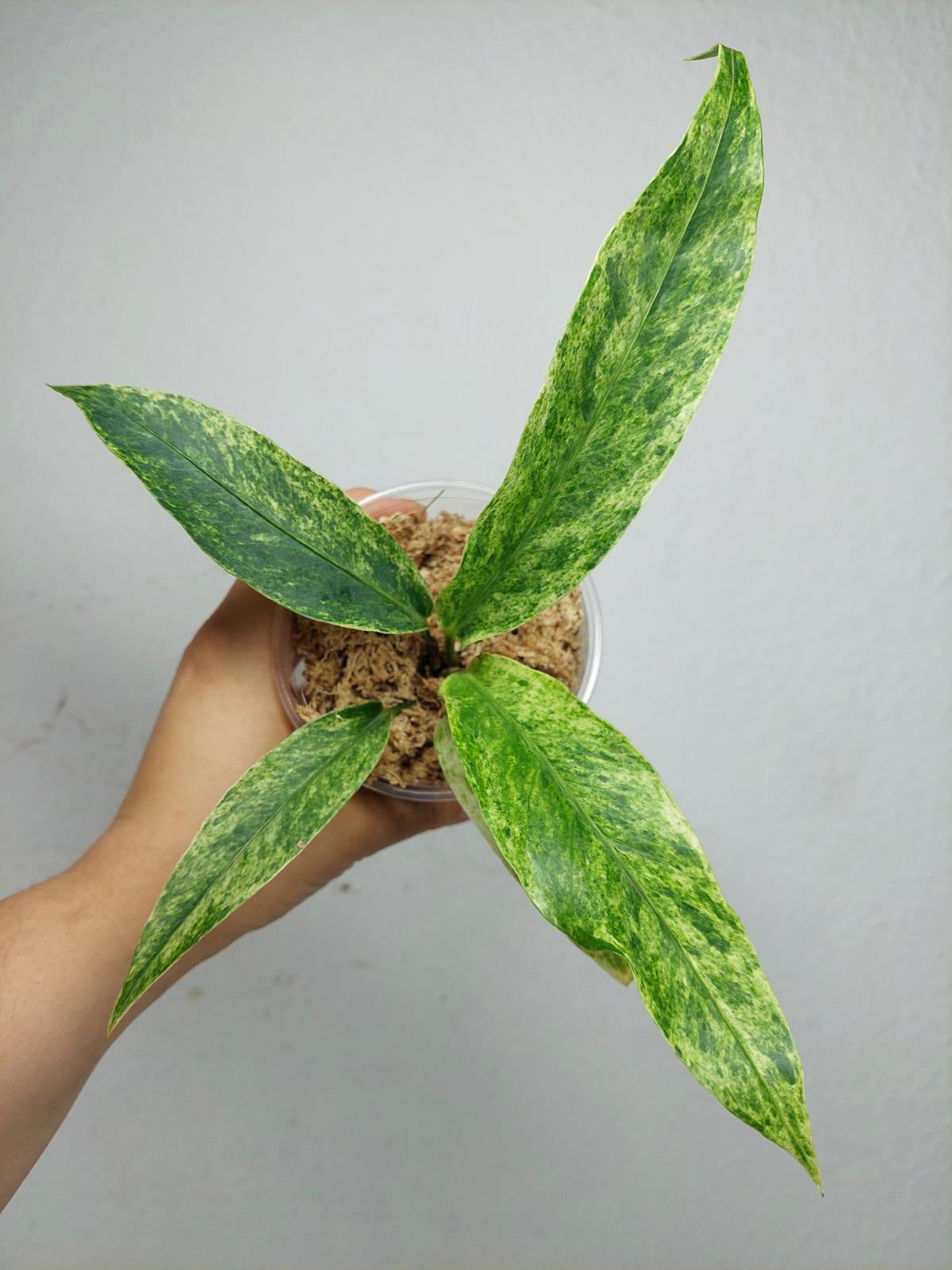 Anthurium Hookerie Mint