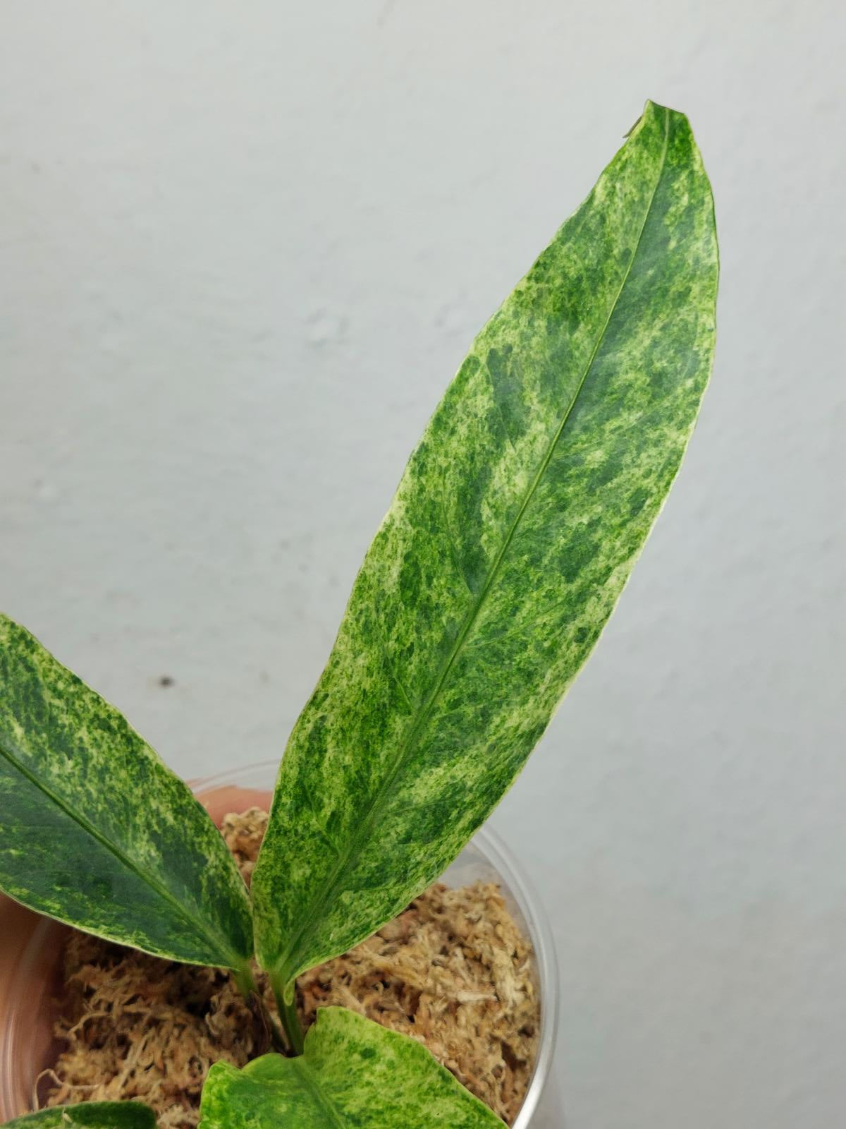 Anthurium Hookerie Mint