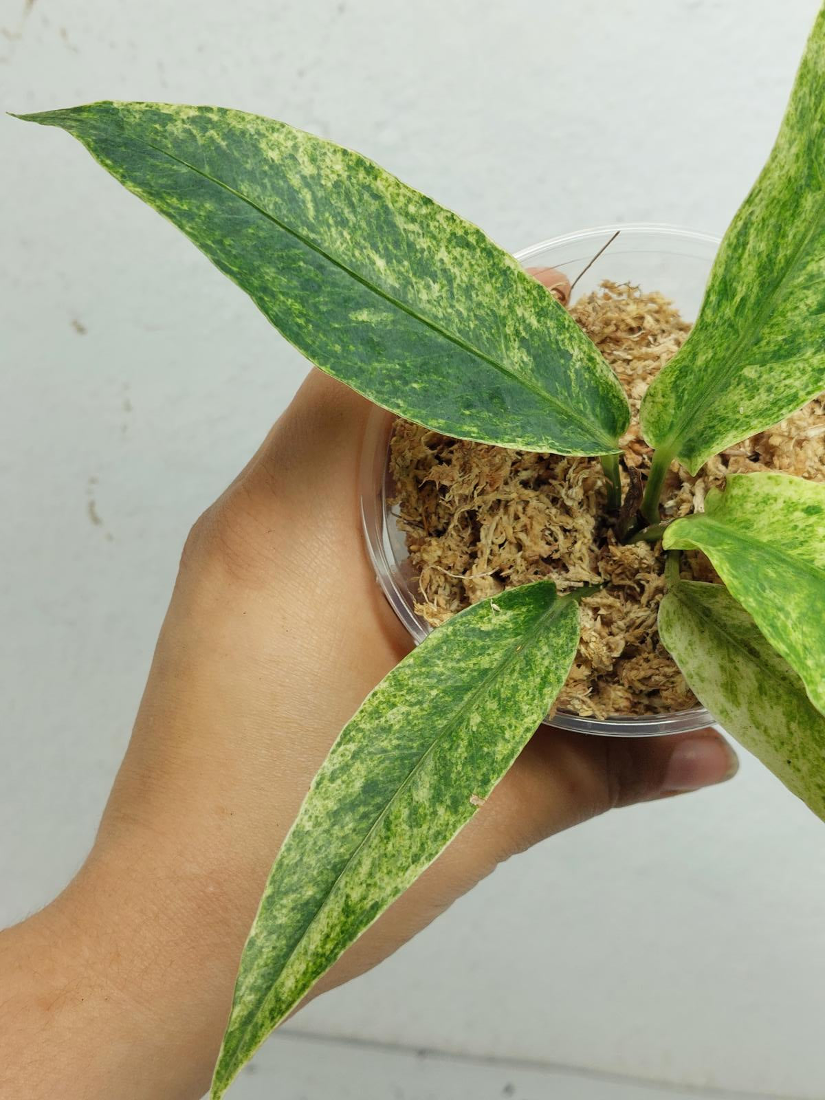 Anthurium Hookerie Mint