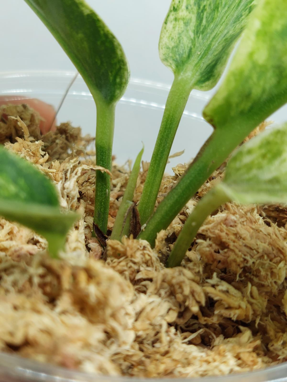 Anthurium Hookerie Mint