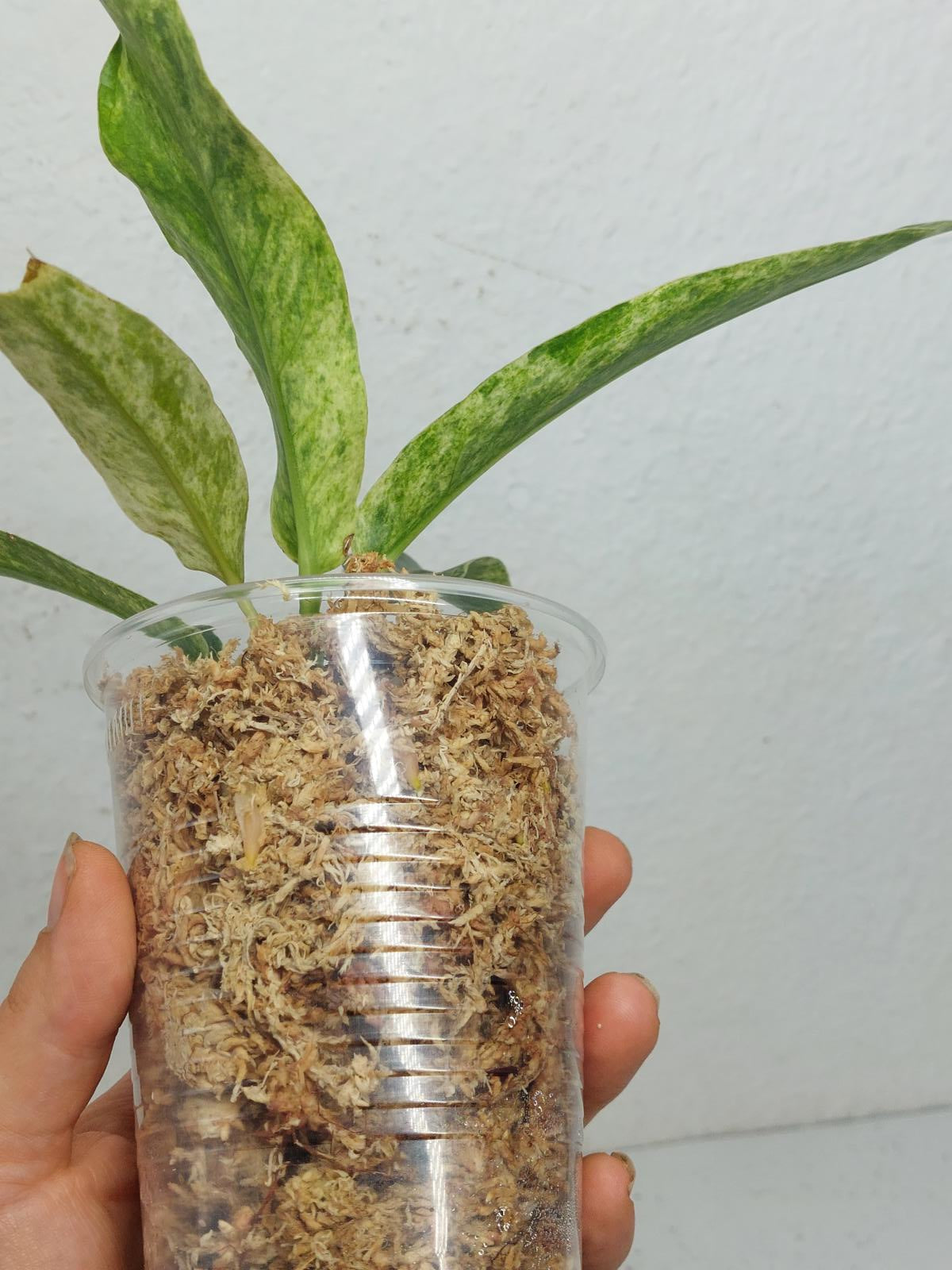 Anthurium Hookerie Mint