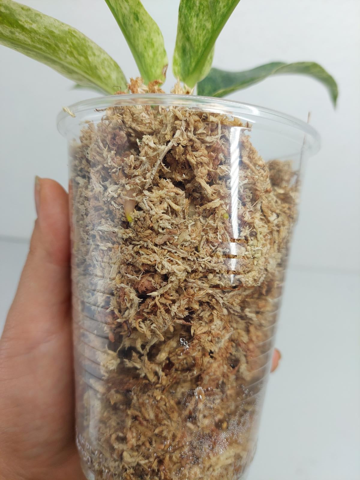 Anthurium Hookerie Mint