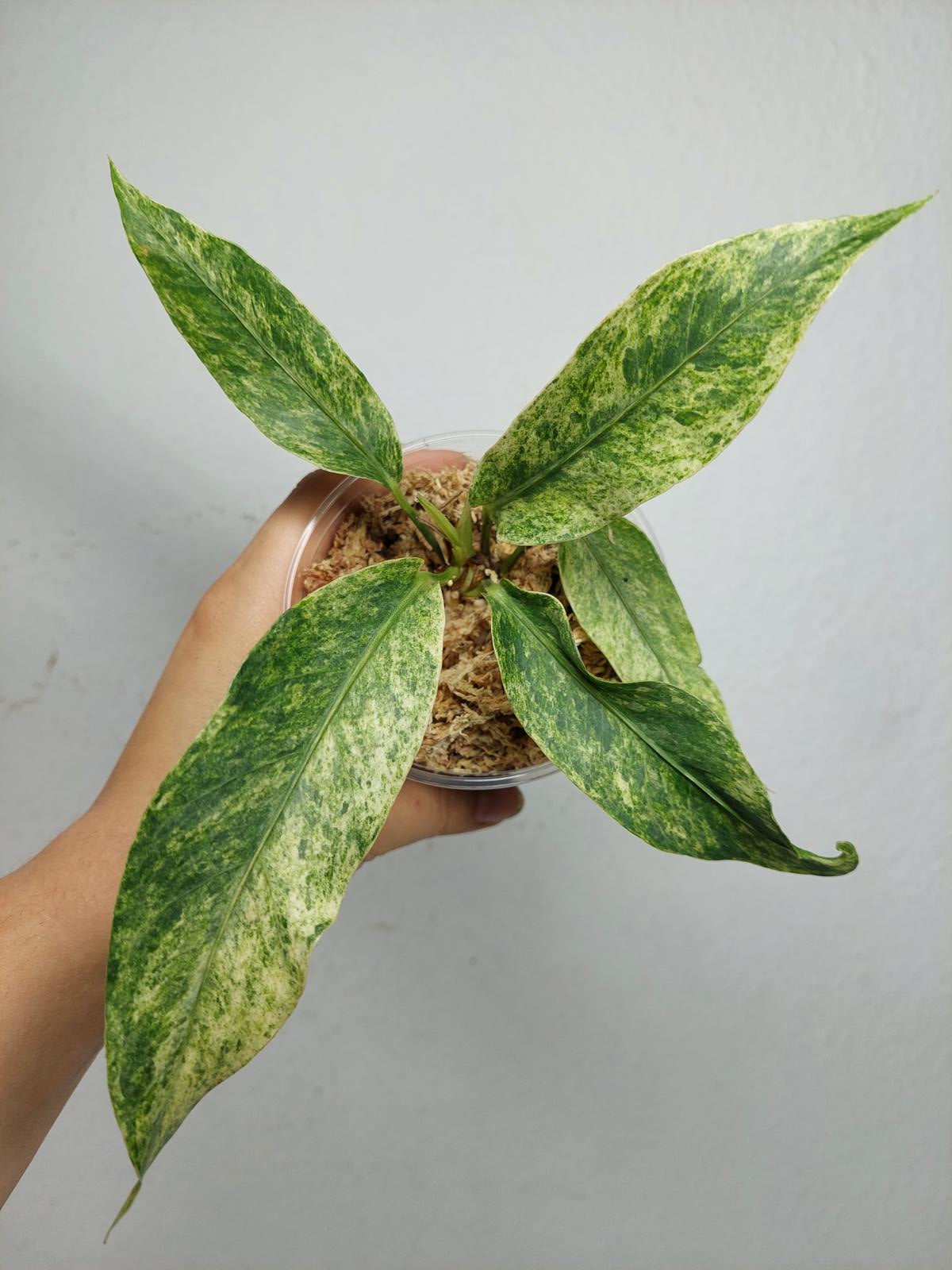 Anthurium Hookerie Mint