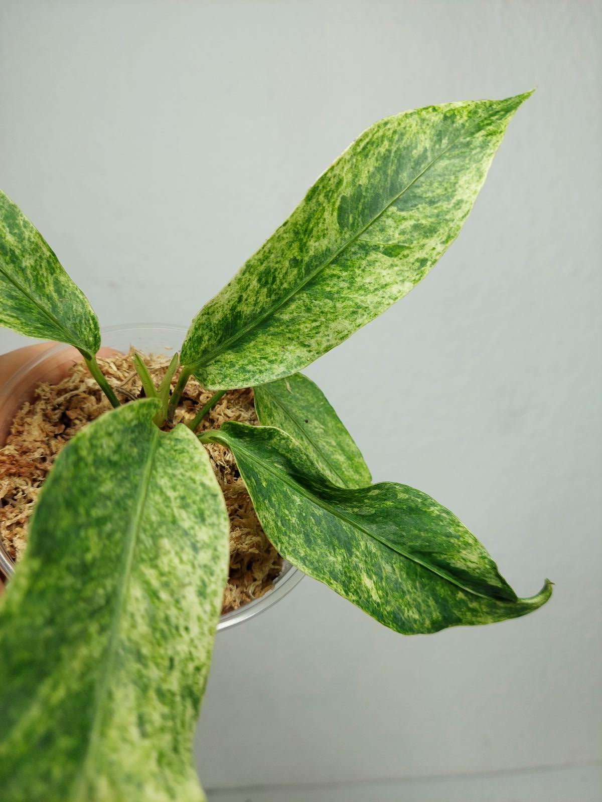 Anthurium Hookerie Mint