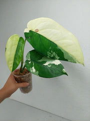 Syngonium Chiapense Variegata