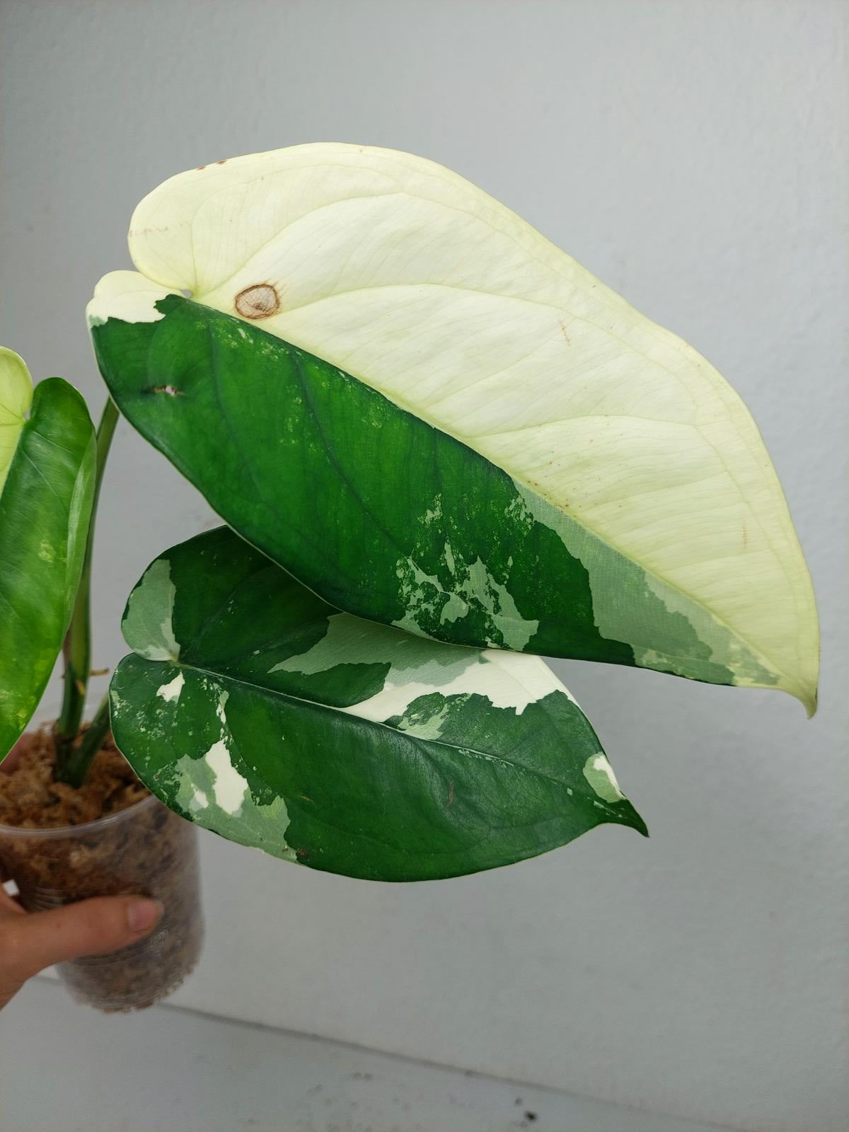 Syngonium Chiapense Variegata