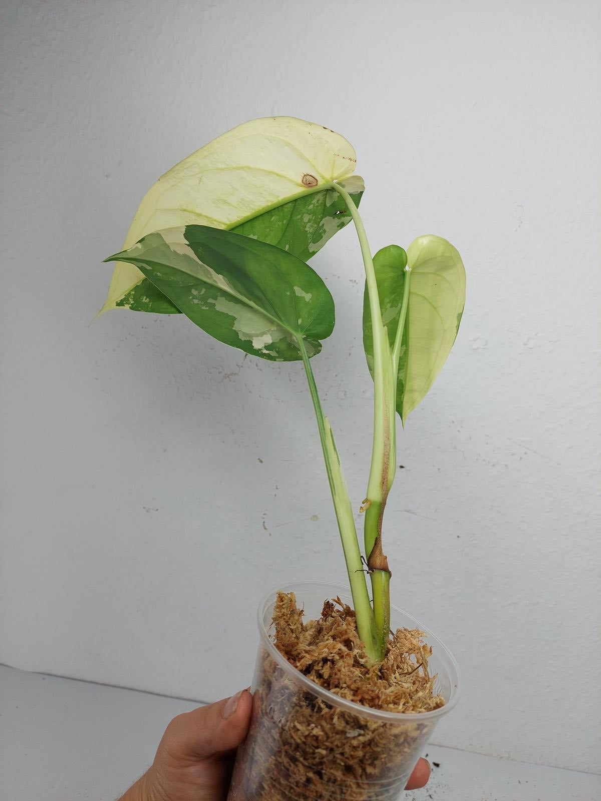 Syngonium Chiapense Variegata