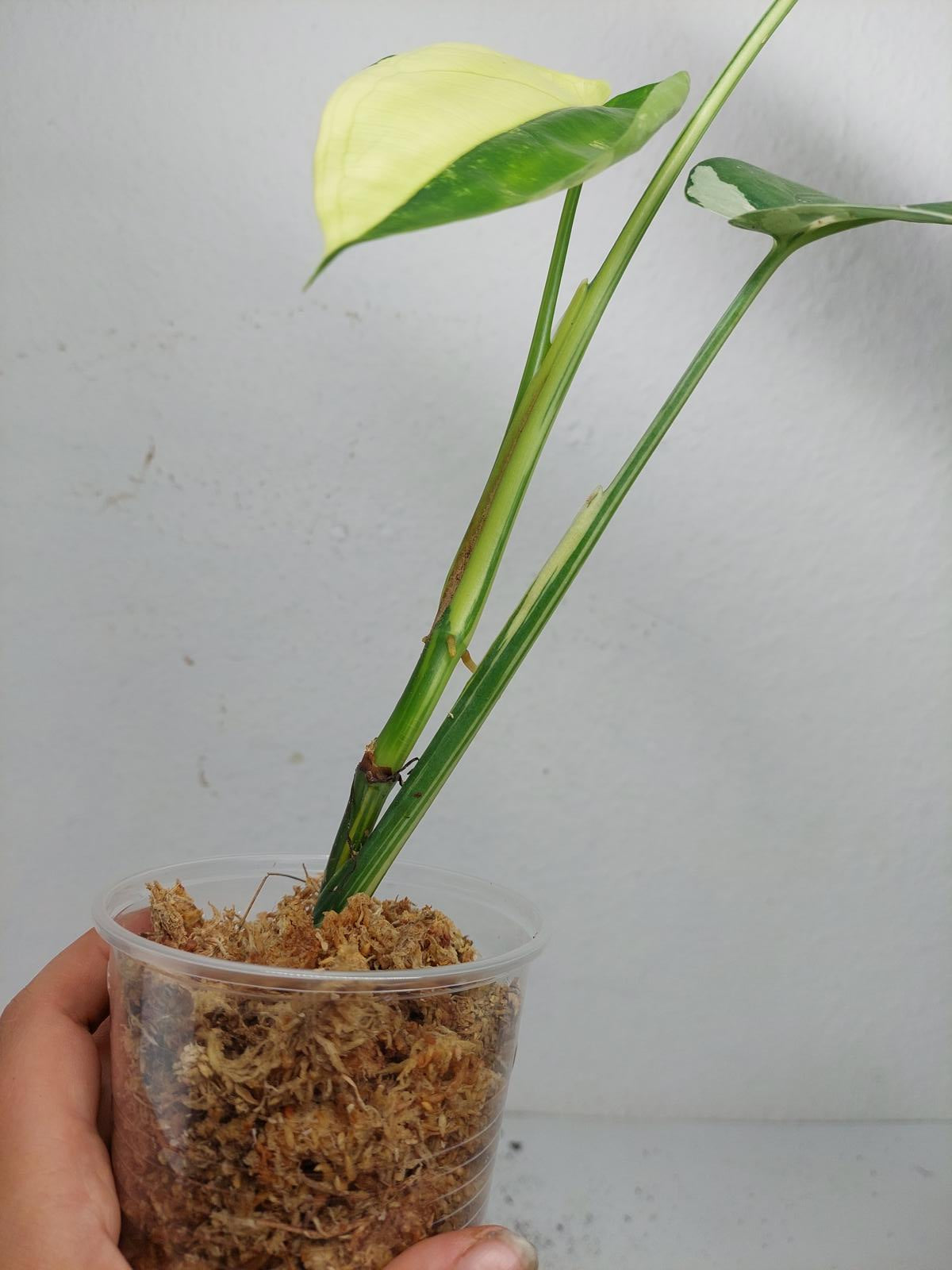 Syngonium Chiapense Variegata