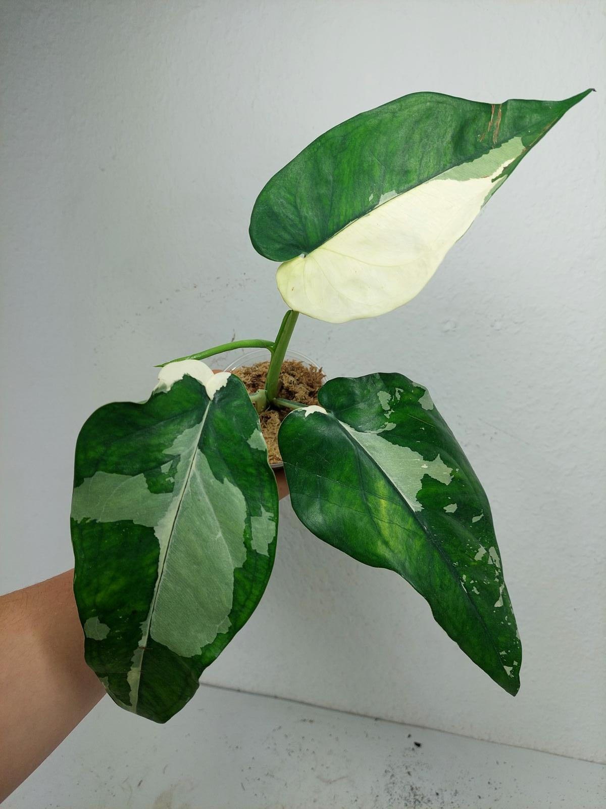 Syngonium Chiapense Variegata