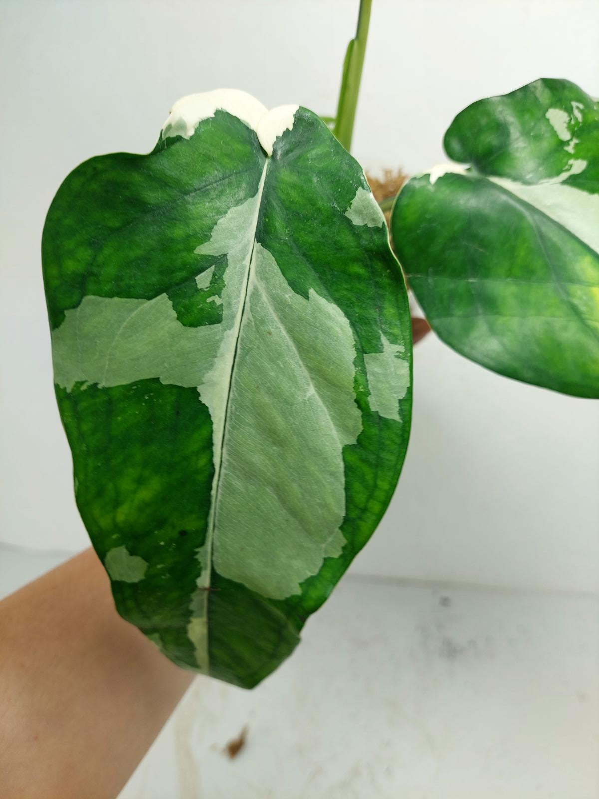 Syngonium Chiapense Variegata