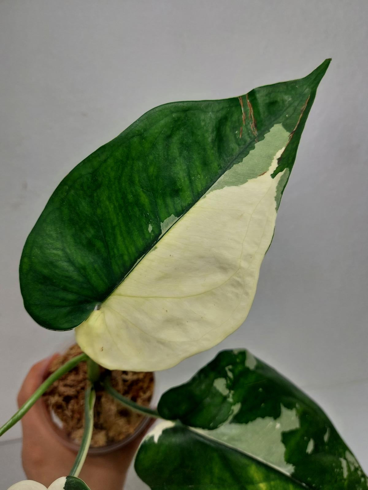 Syngonium Chiapense Variegata