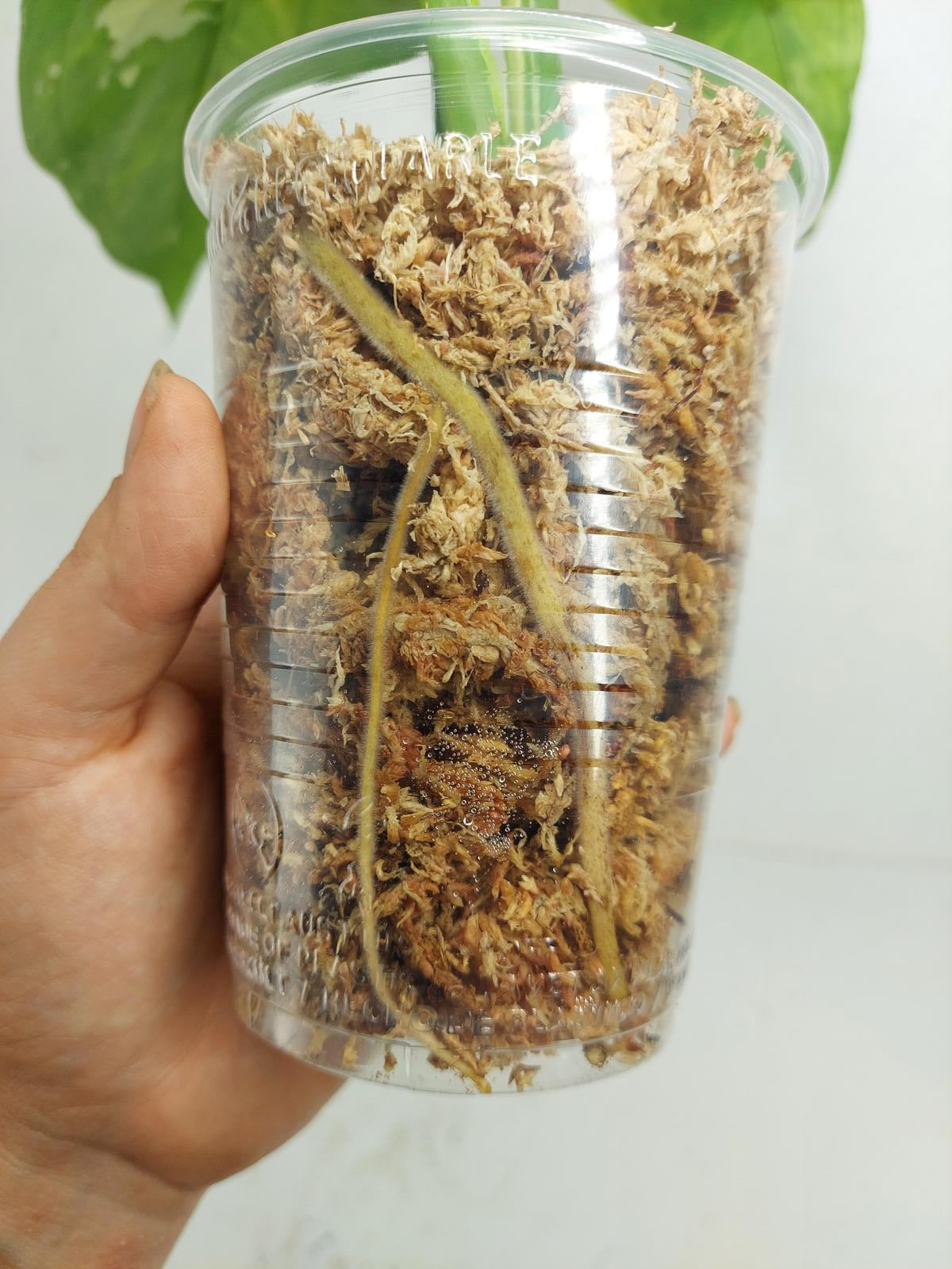 Syngonium Chiapense Variegata