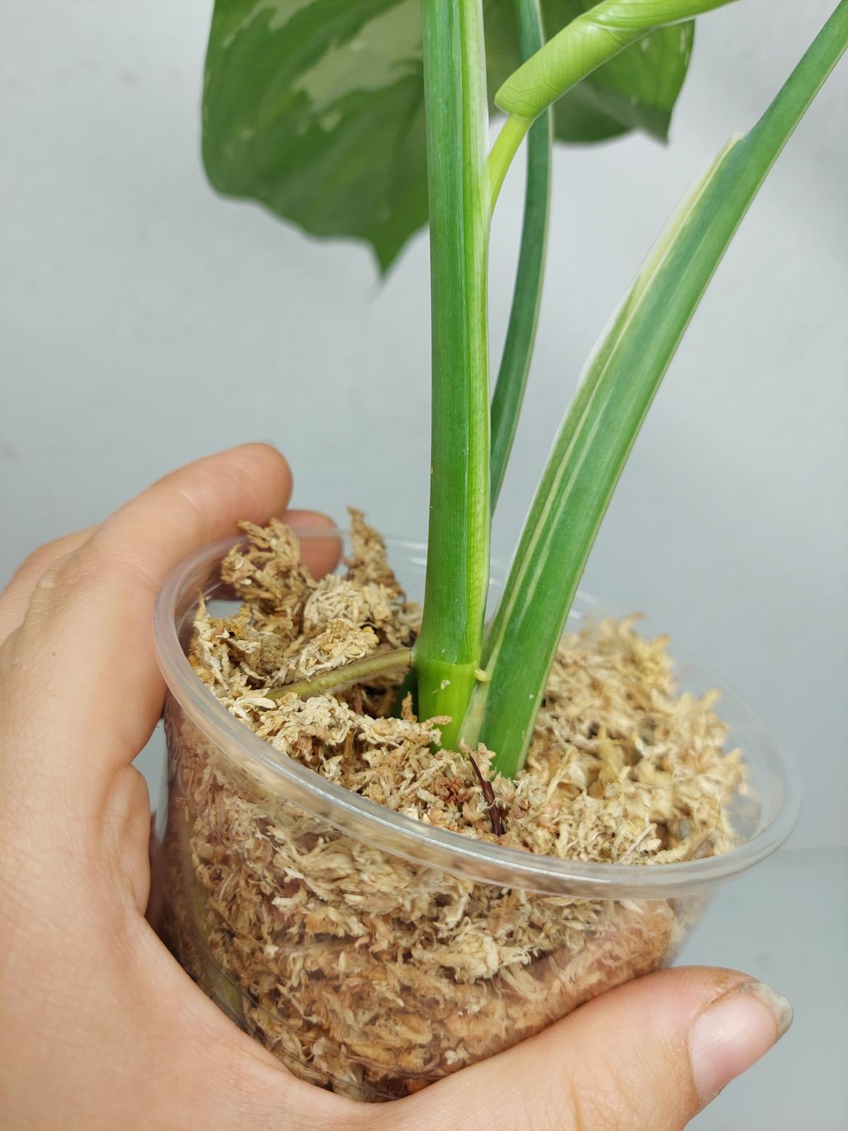 Syngonium Chiapense Variegata
