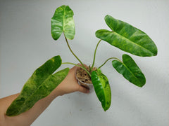 Philodendron Burle Marx Verde