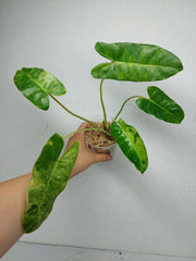 Philodendron Burle Marx Verde