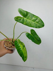 Philodendron Burle Marx Verde