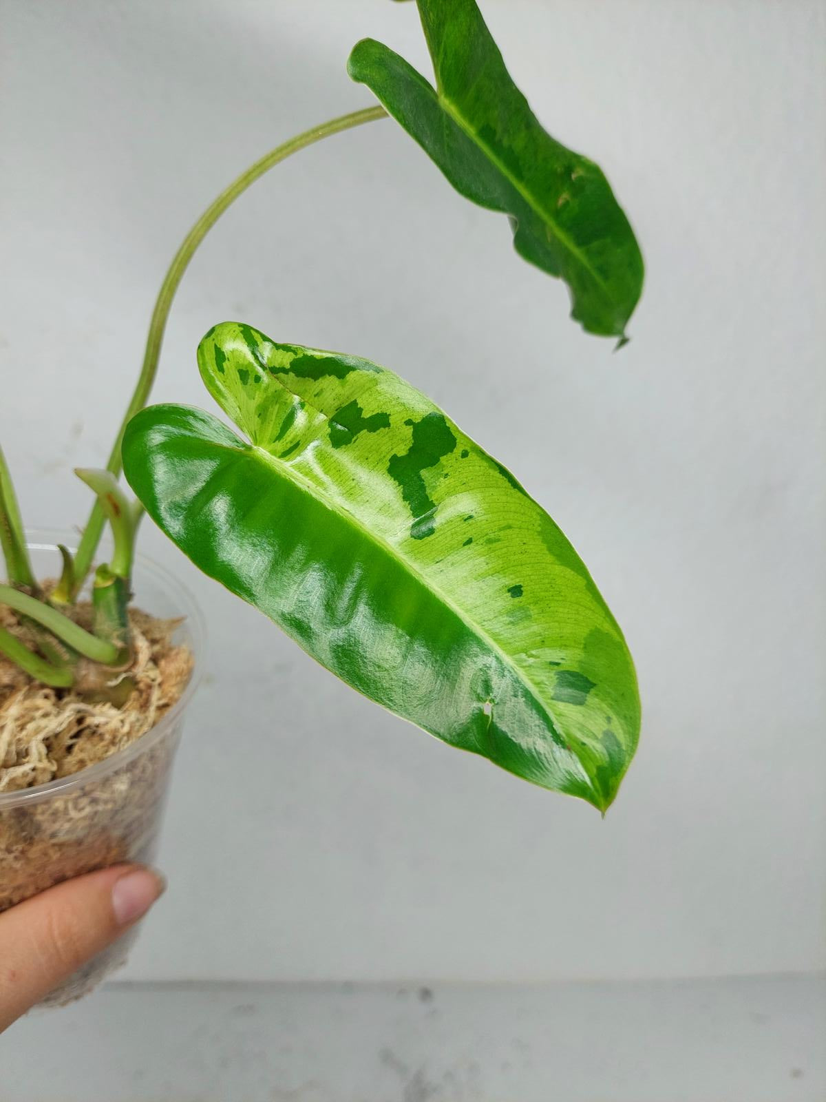 Philodendron Burle Marx Verde