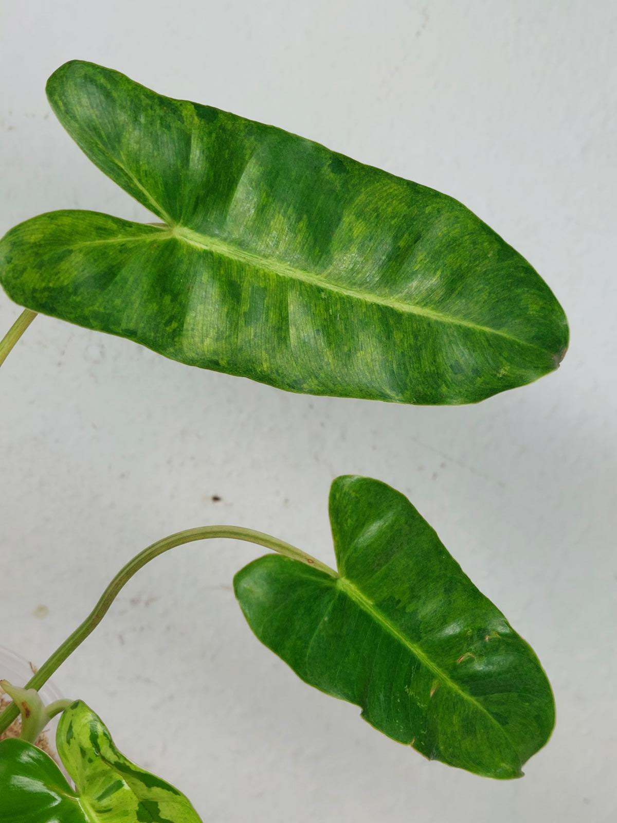 Philodendron Burle Marx Verde