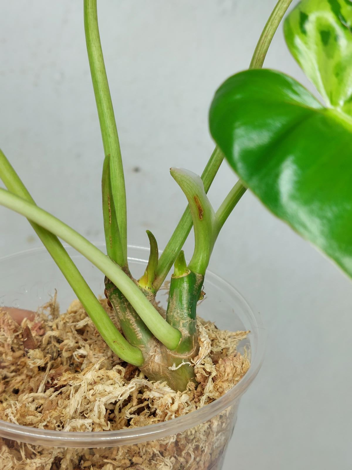 Philodendron Burle Marx Verde