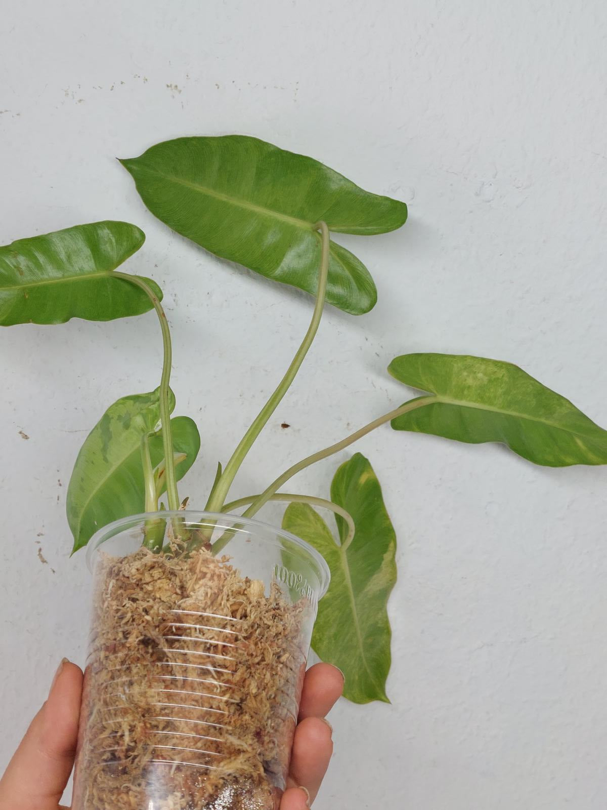 Philodendron Burle Marx Verde