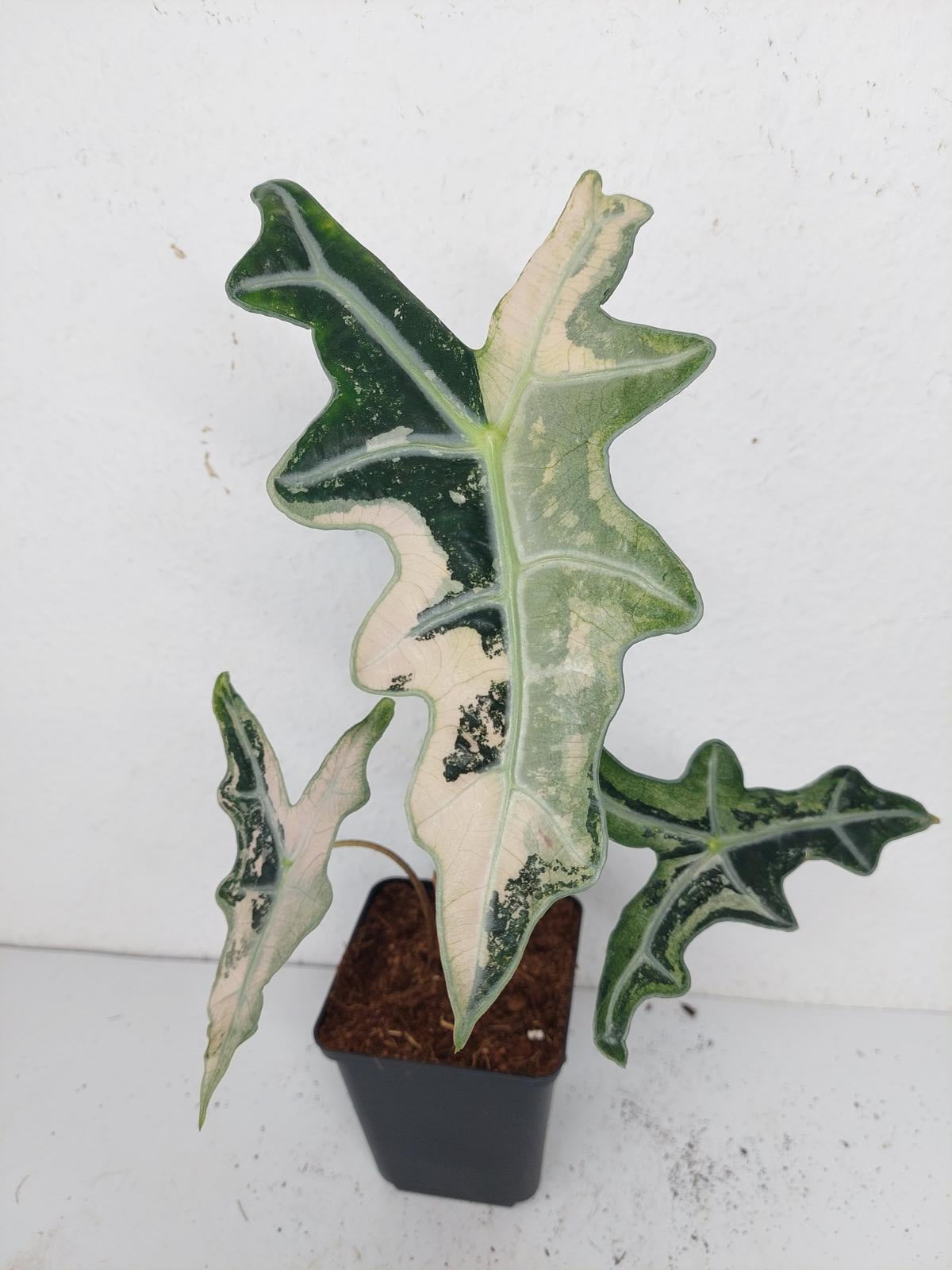 Alocasia Nobilis Pink Variegata